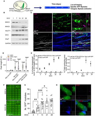 Transmission-selective muscle pathology induced by the active propagation of mutant huntingtin across the human neuromuscular synapse